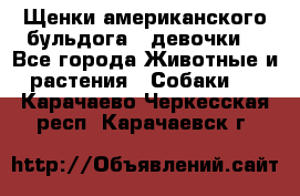 Щенки американского бульдога ( девочки) - Все города Животные и растения » Собаки   . Карачаево-Черкесская респ.,Карачаевск г.